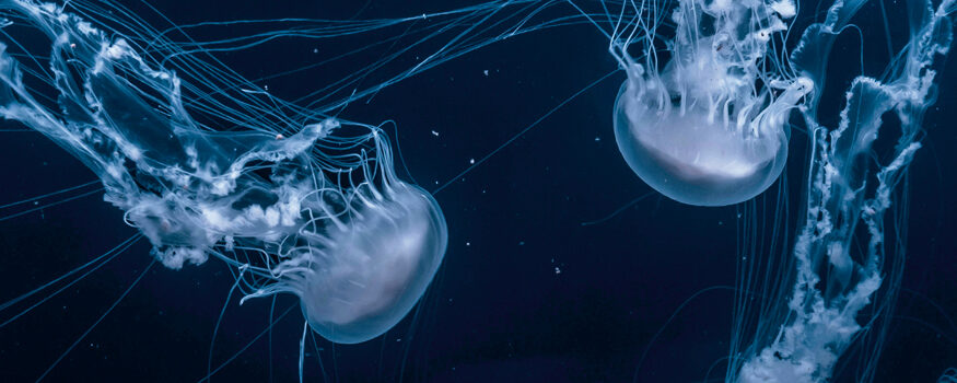 Due-meduse-nel-mare-profondo